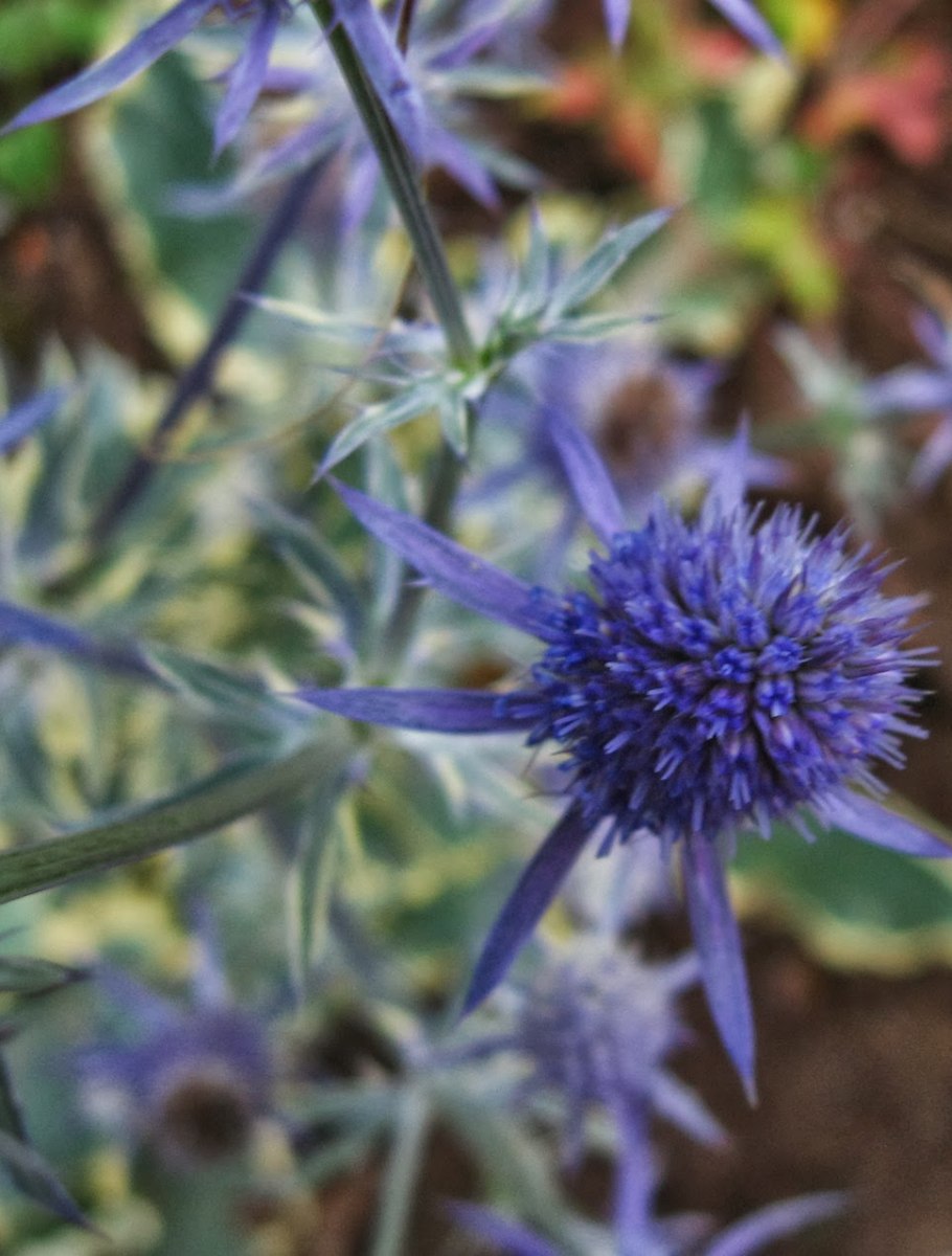 Синеголовник плосколистная