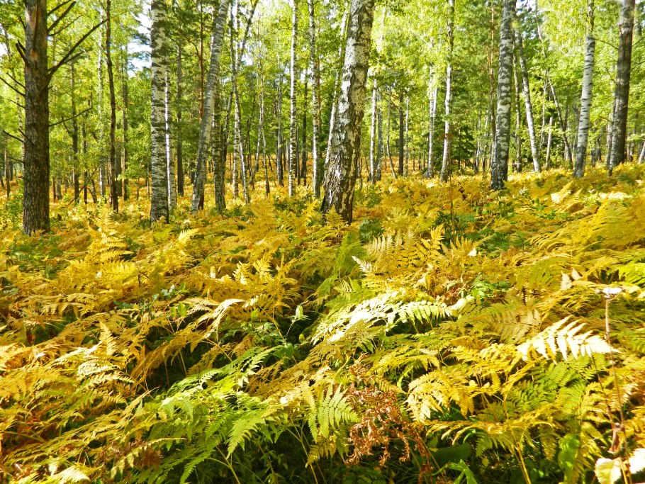 Папоротник осенью