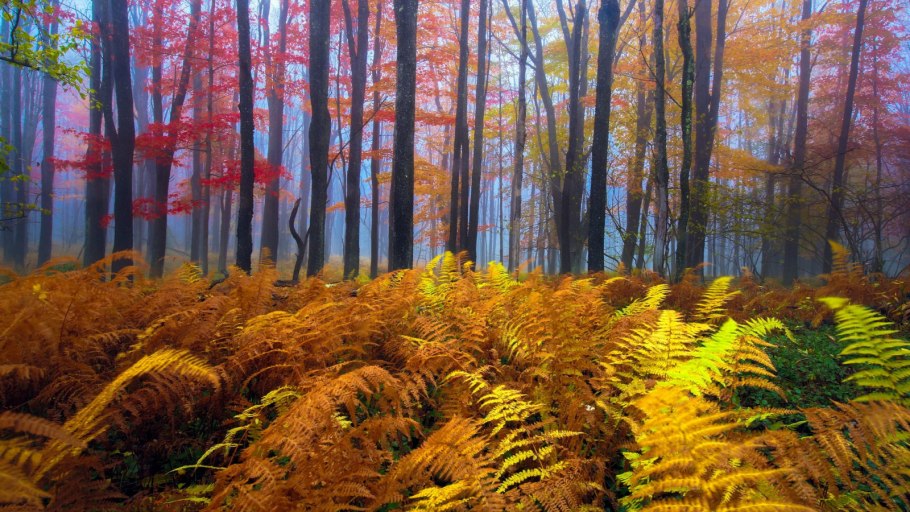 Осень в джунглях