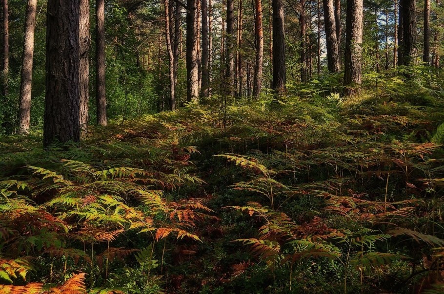 Осенний папоротник в лесу
