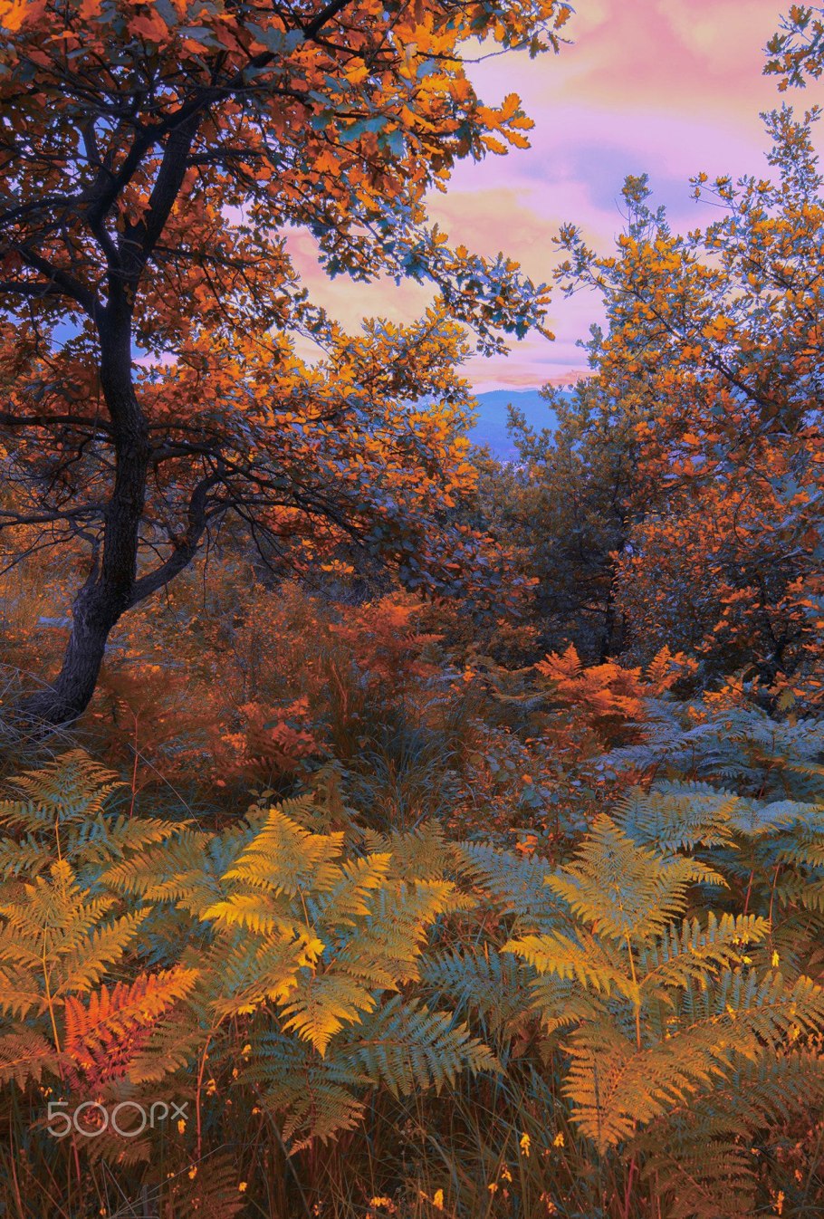 Папоротник древесный