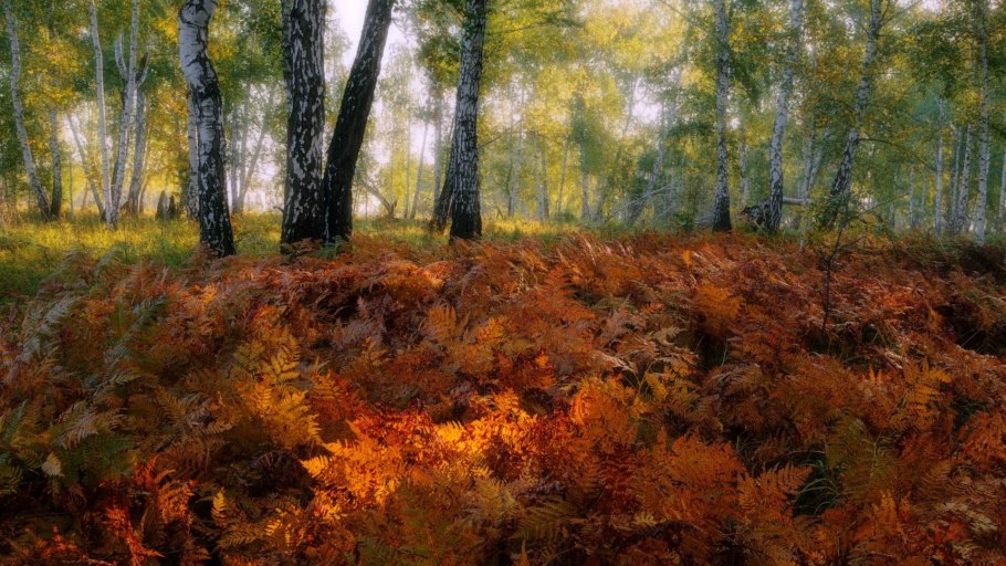 Папоротник Щитовник лист макро