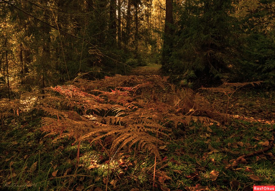 Осенний папоротник в лесу