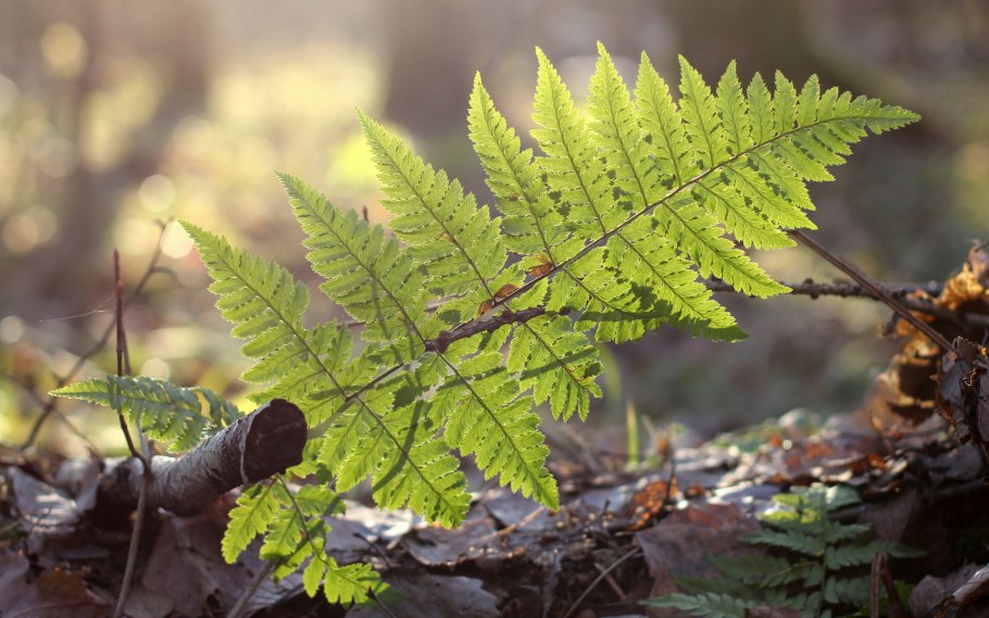 Папоротник Аурум