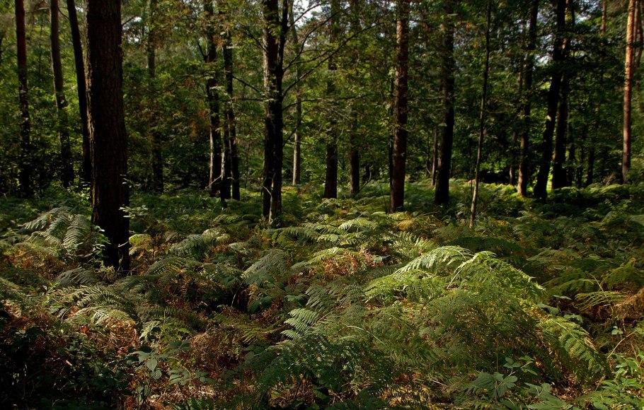 Папоротник из леса