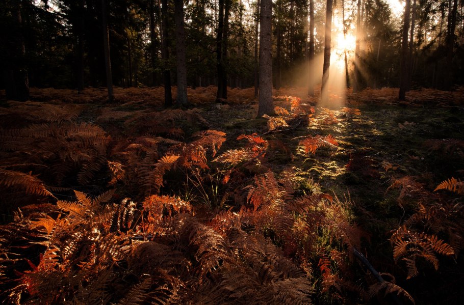 Осенние листья папоротника