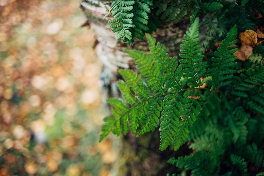 Осень в еловом лесу