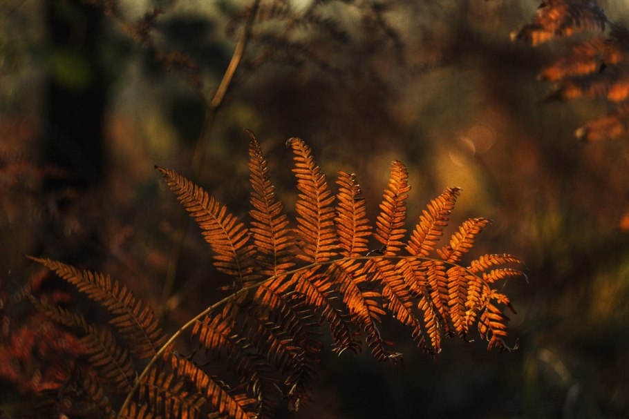 Осенний папоротник в лесу