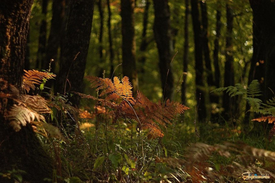 Папоротник Мориса
