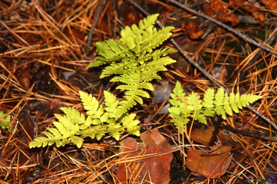 Robert Frost the Road not taken