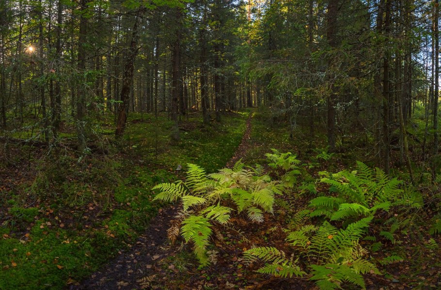 Осенний папоротник в лесу