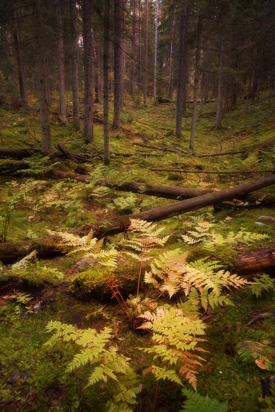 Осенний папоротник в лесу