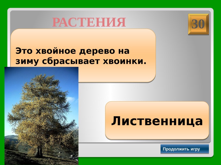 Шишки разновидности