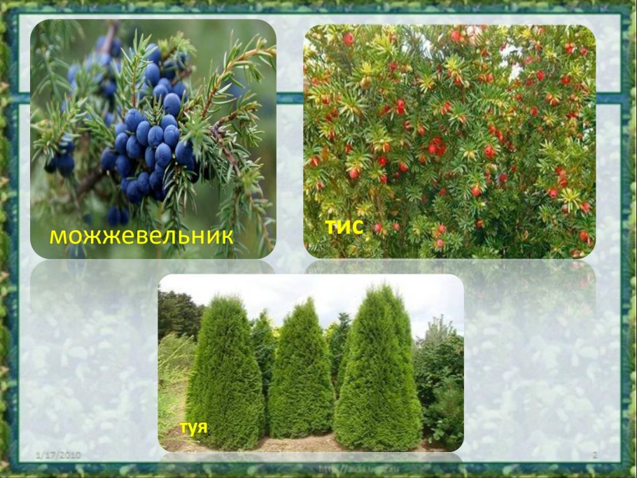 Разнообразие хвойных