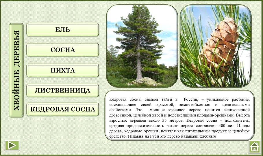 Общие признаки хвойных