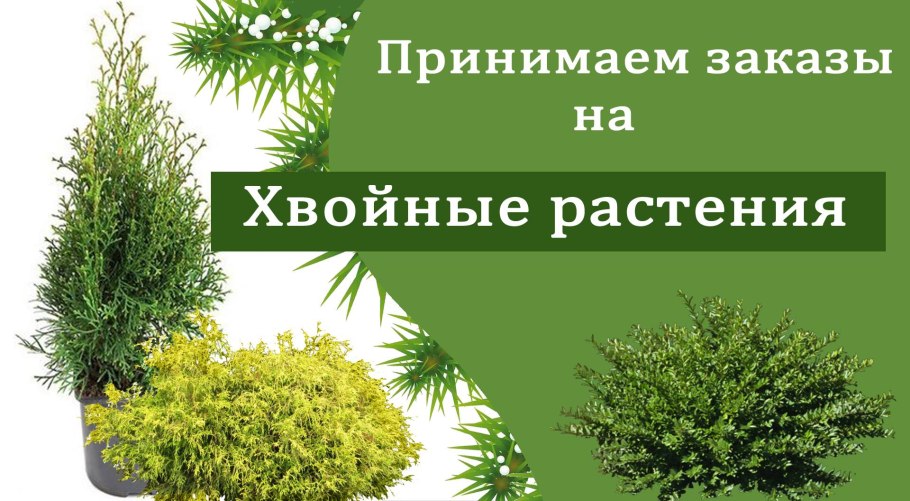 Корневая система ели обыкновенной схема