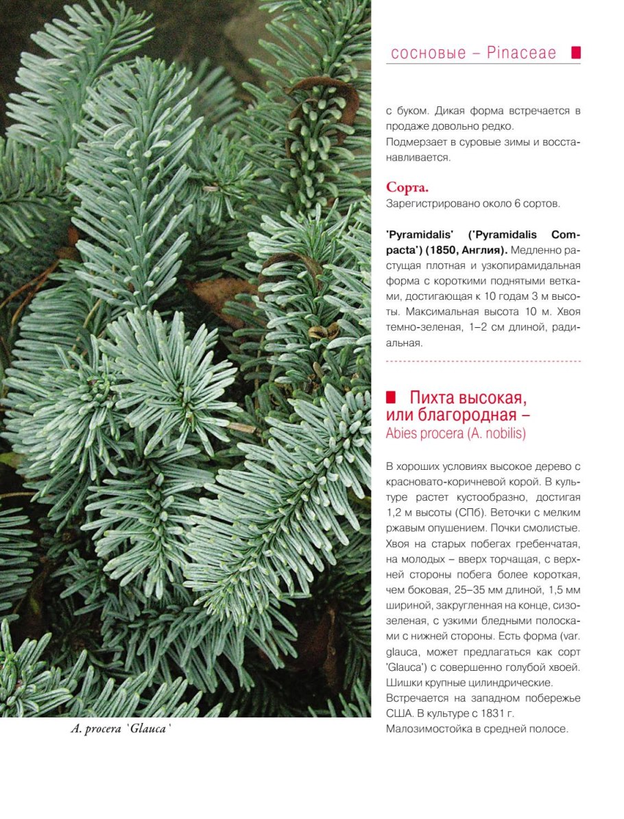 Листья хвойных однолетние или многолетние