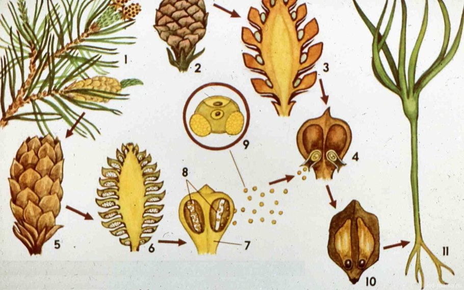 Сосна обыкновенная Pinus Sylvestris l. ботаника