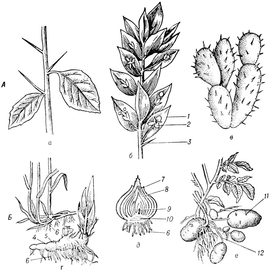 Схема корешка редиса