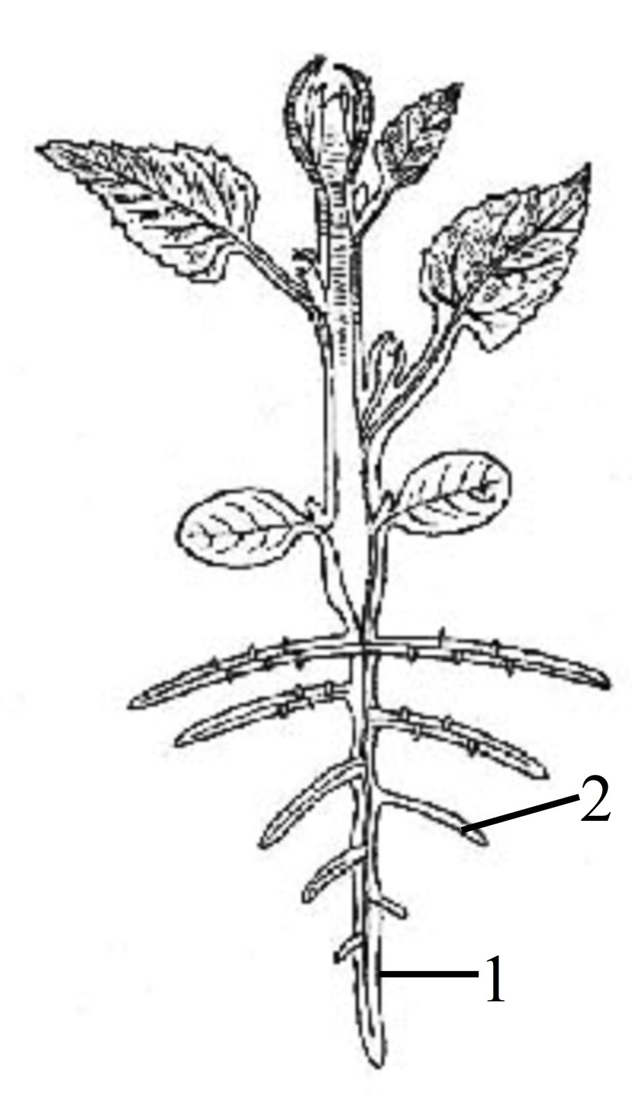 Материнская плата MSI 865gvm2-LS