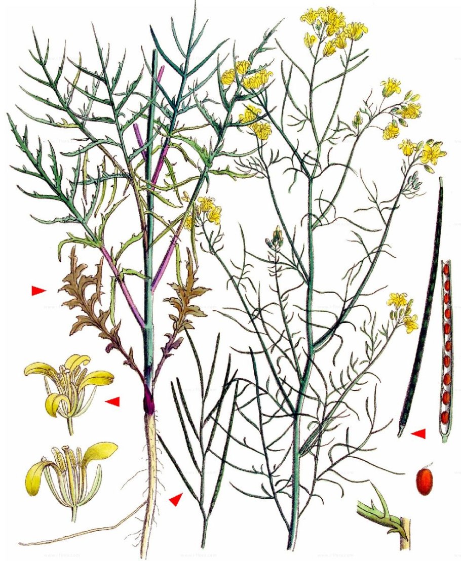 Sisymbrium pannonicum