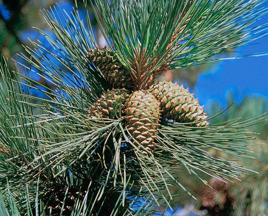 Picea chihuahuana