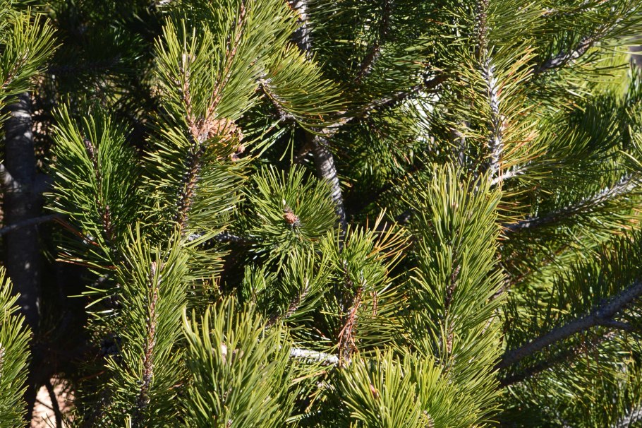 Хвоинки лиственницы