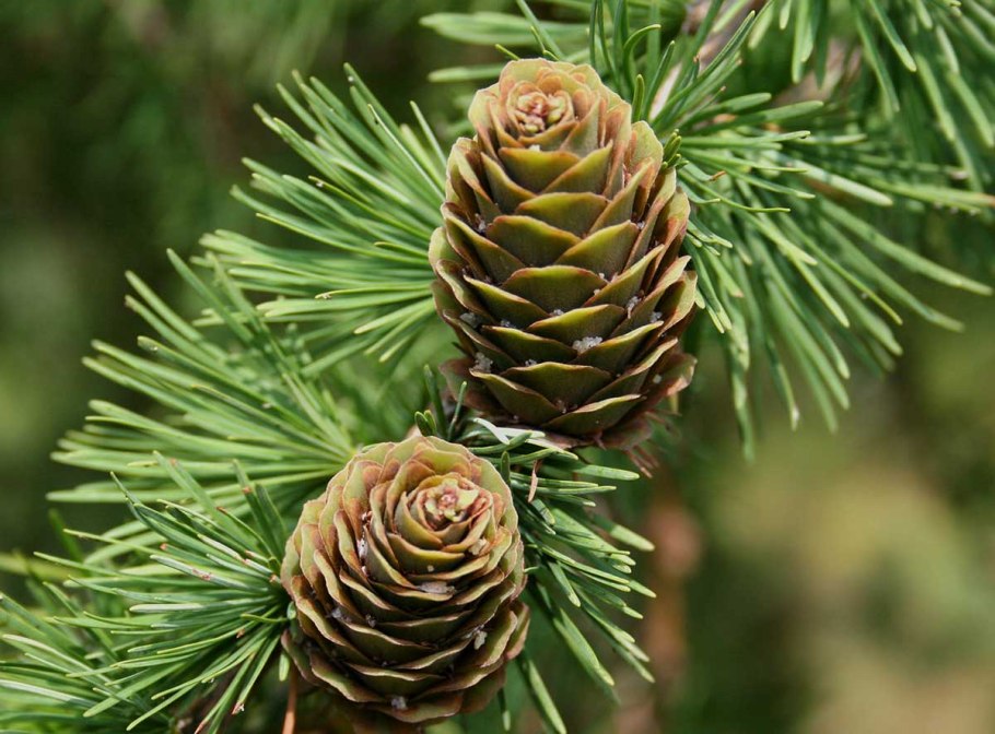 Лиственница Сибирская Larix sibirica