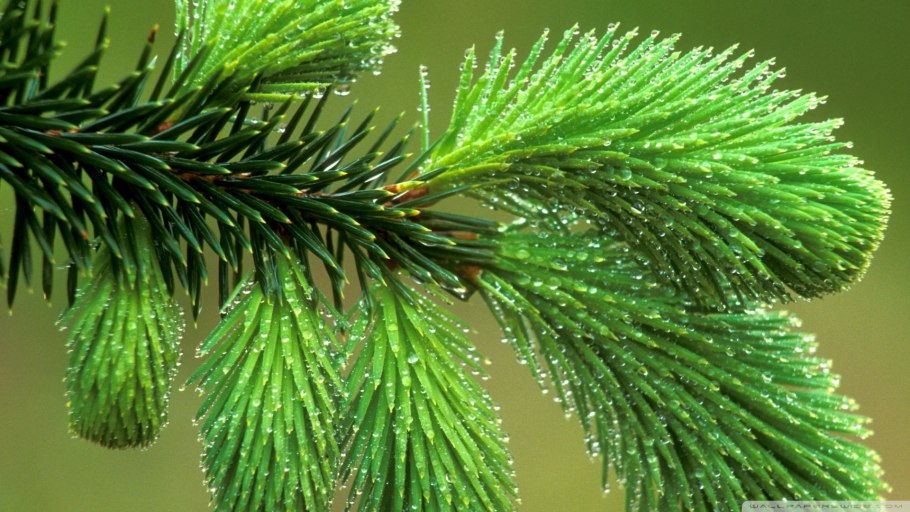 Пихта вечнозеленое хвойное дерево