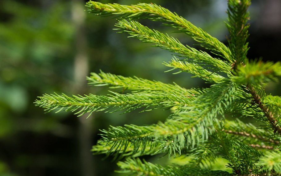 Шишки лиственницы Ольгинской