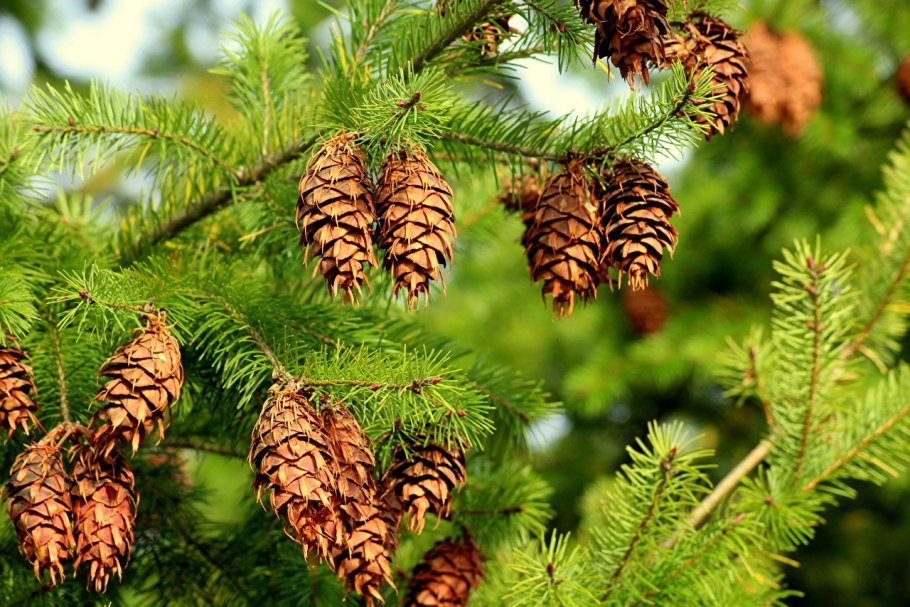 Казуарина плод