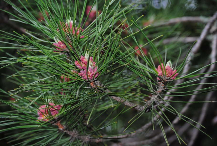 Ель сосна кедр пихта