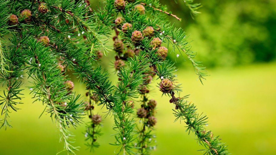 Вечнозеленая хвоя Evergreen