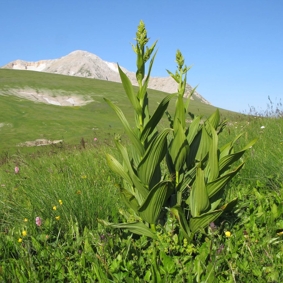 Erigeron Alpinus
