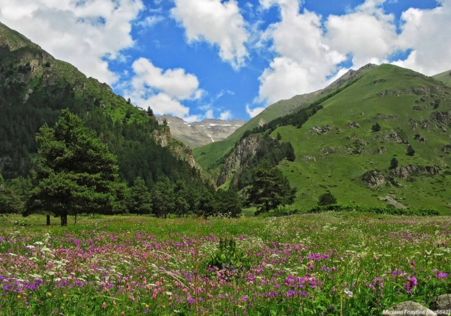 Ясменник Абхазский (Asperula abchasicav.