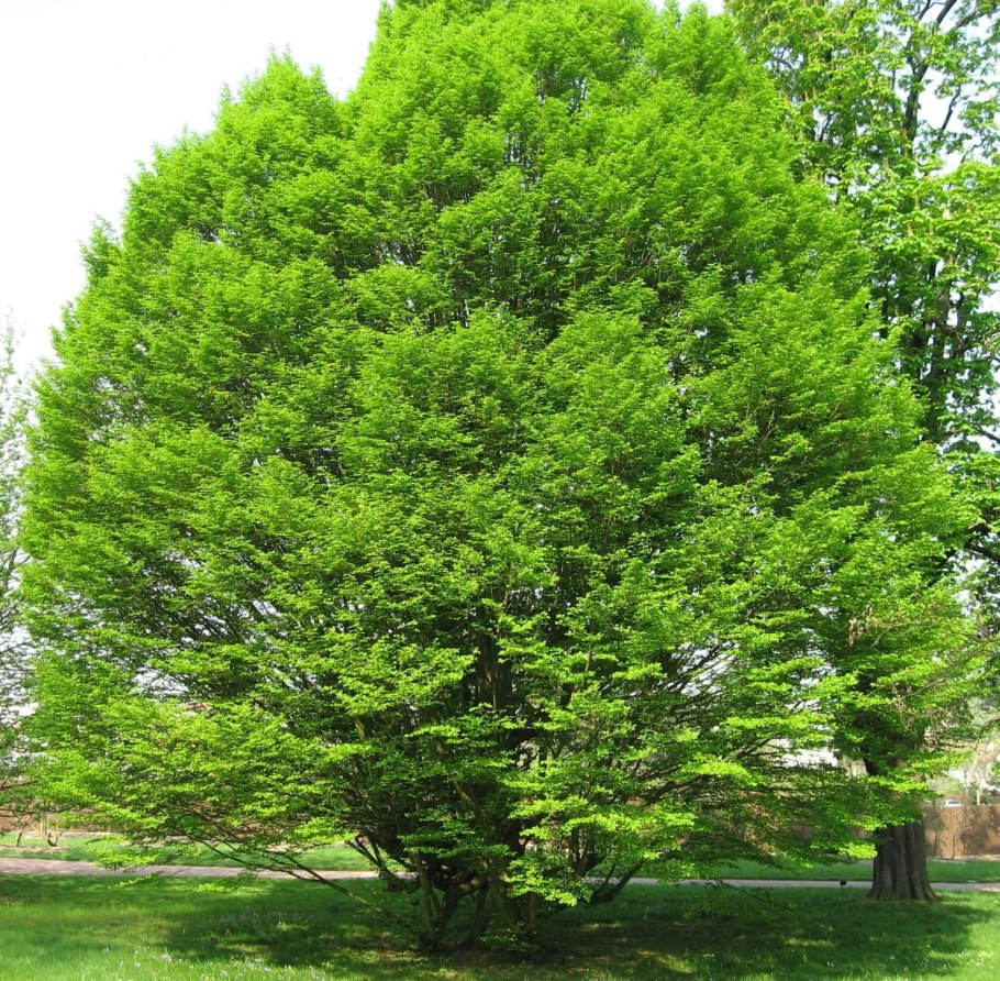 Carpinus betulus (граб обыкновенный) 'Fastigiata'