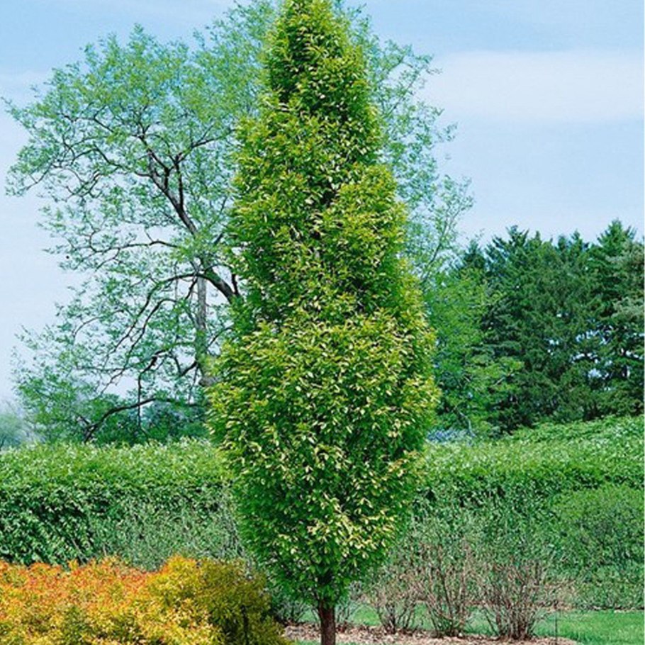 Carpinus betulus (граб обыкновенный) 'Fastigiata'