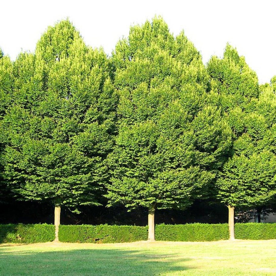 Carpinus betulus 'Fastigiata'