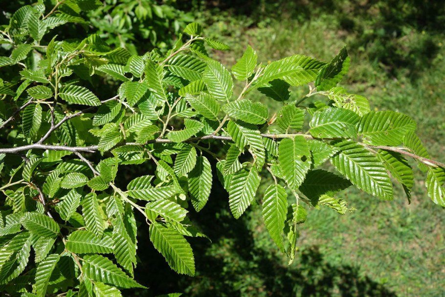Граб Carpinus betulus Живая изгородь