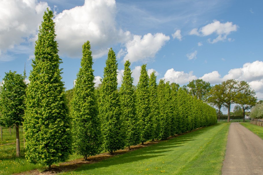 Граб обыкновенный — Сarpinus betulus