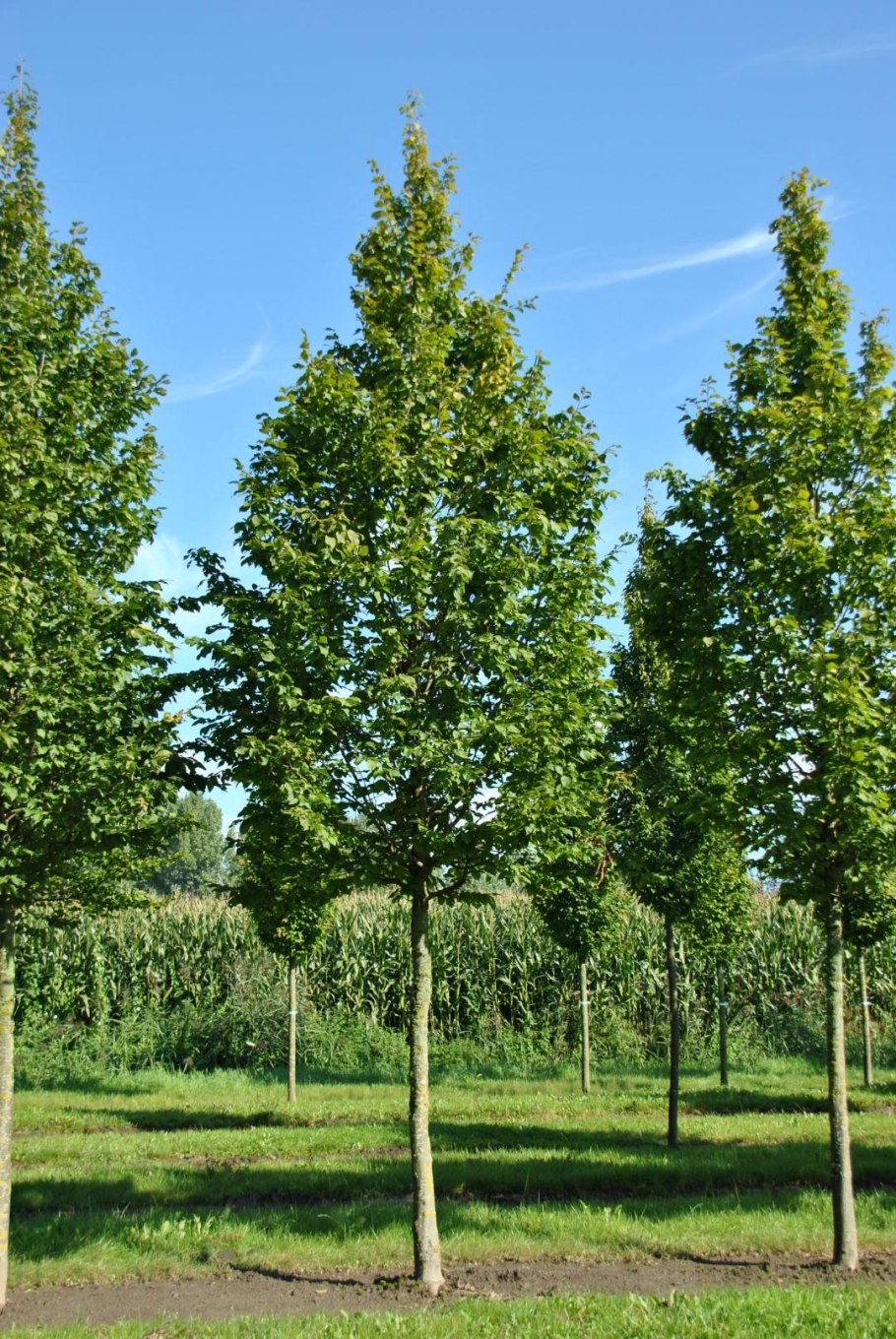 Граб (Carpinus betulus)