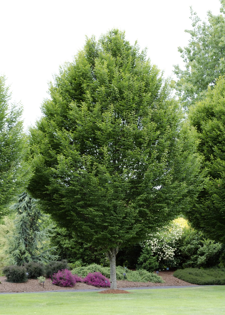 Carpinus betulus (граб обыкновенный) 'Fastigiata'