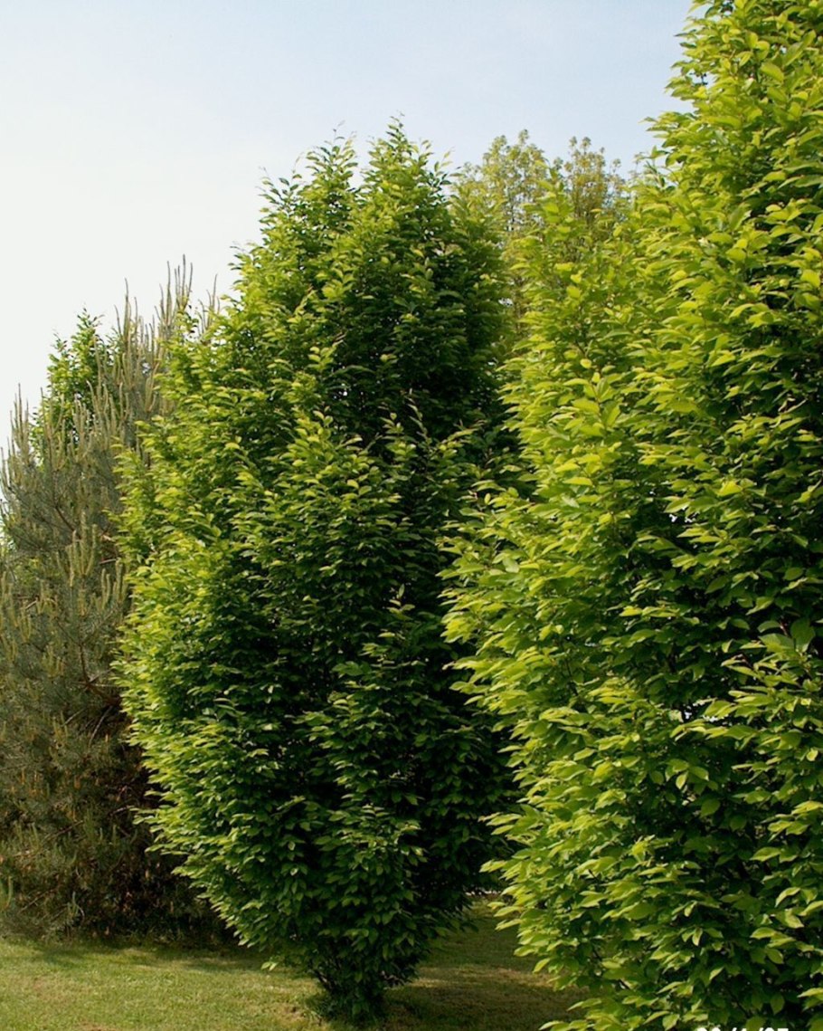 Граб, вяз,карагач