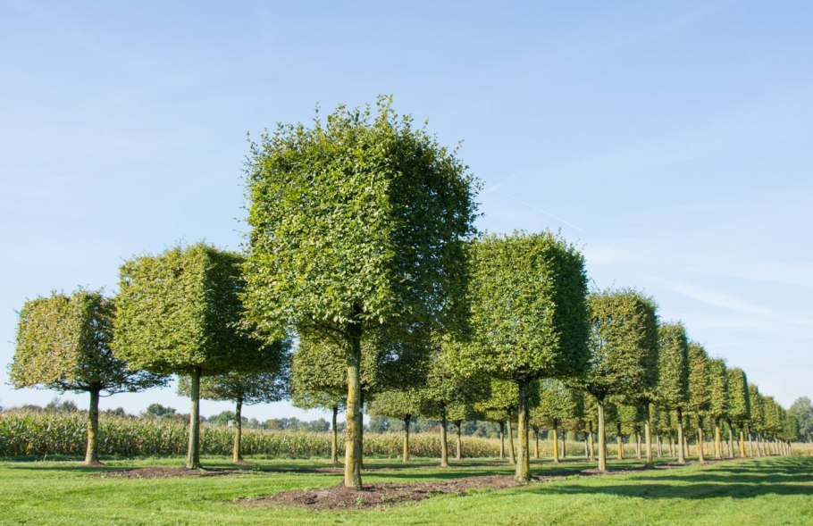 Дуб черешчатый Фастигиата