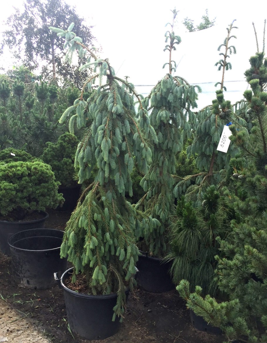 Ель Picea engelmannii Bush's Lace