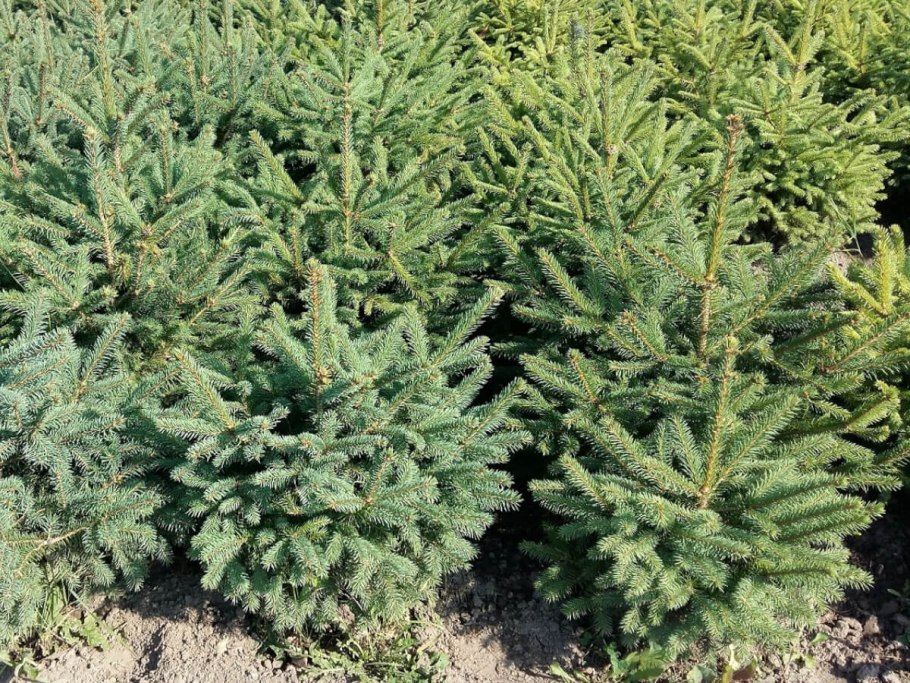 Ель engelmannii glauca