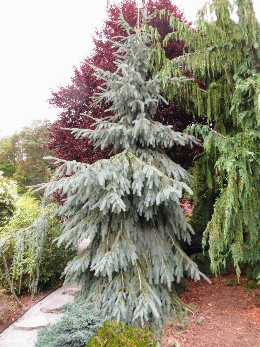 Ель Picea Abies Gold Drift