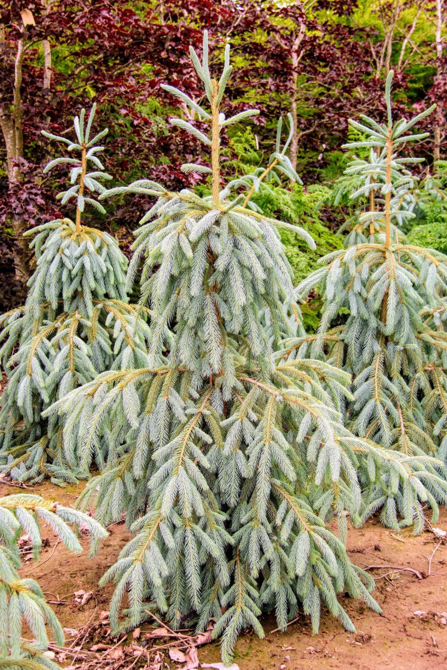Ель glauca globosa