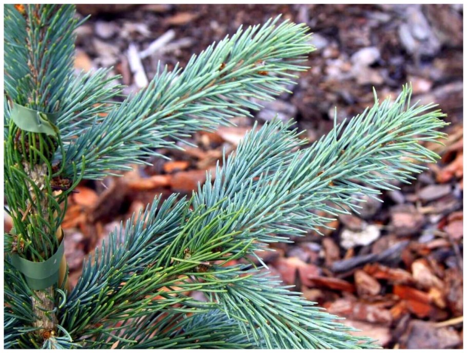 Ель колючая Picea pungens Cindy