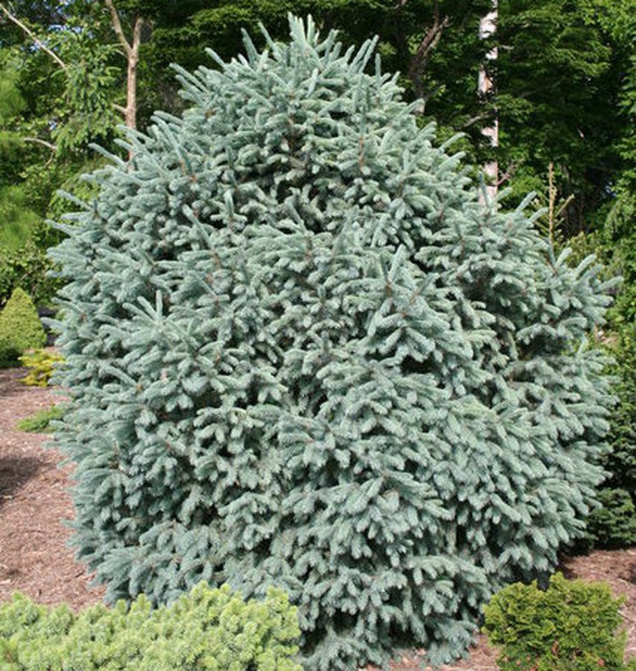 Picea engelmannii